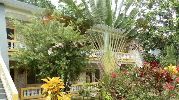 Un jardín con diversas plantas y una escalera que lleva a un balcón.