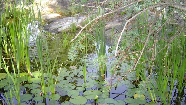 Un estanque con lirios y plantas acuáticas.