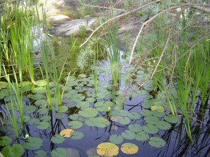 Een vijver met waterlelies en waterplanten.