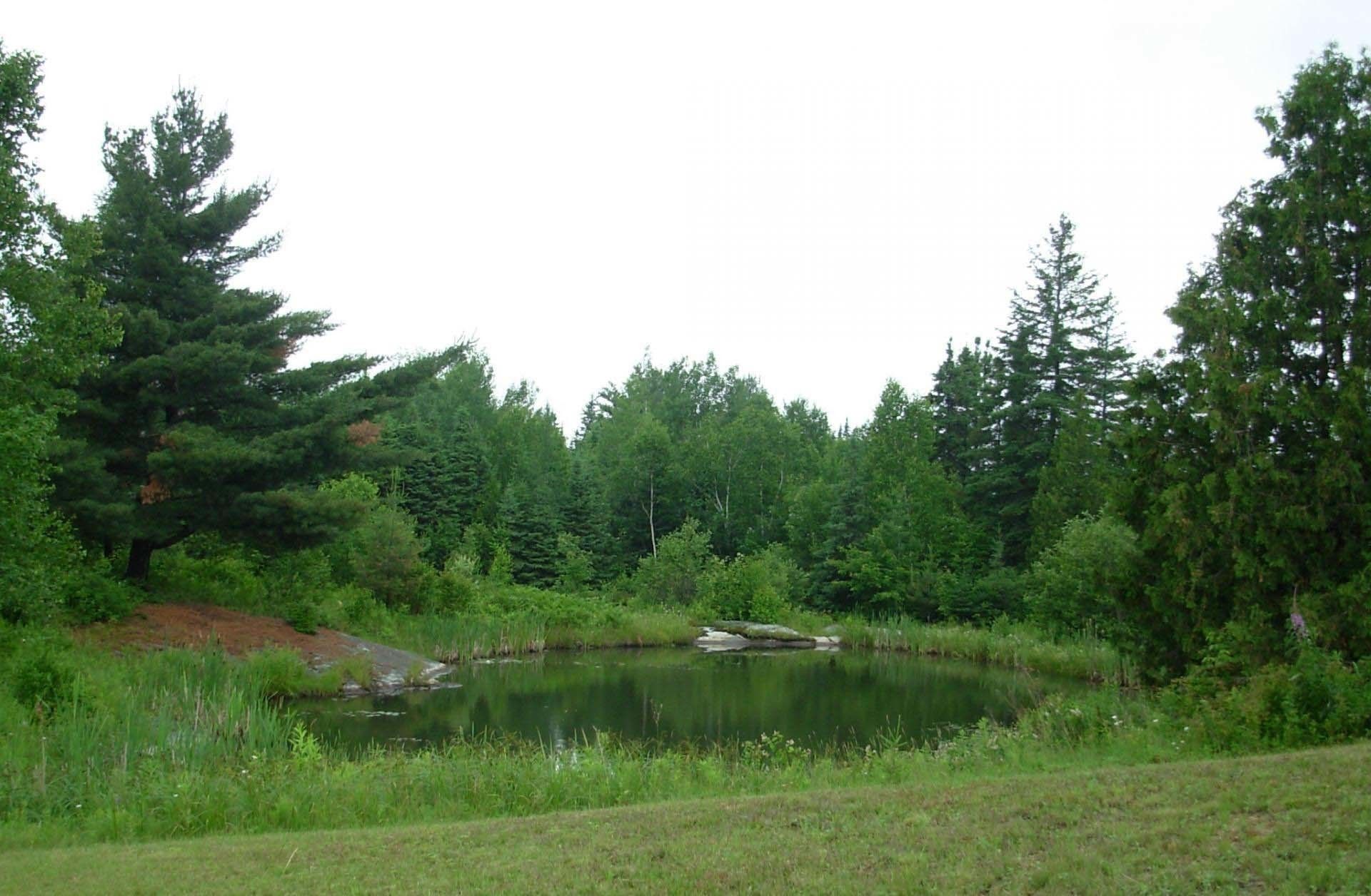 A serene pond surrounded by dense greenery and tall trees.