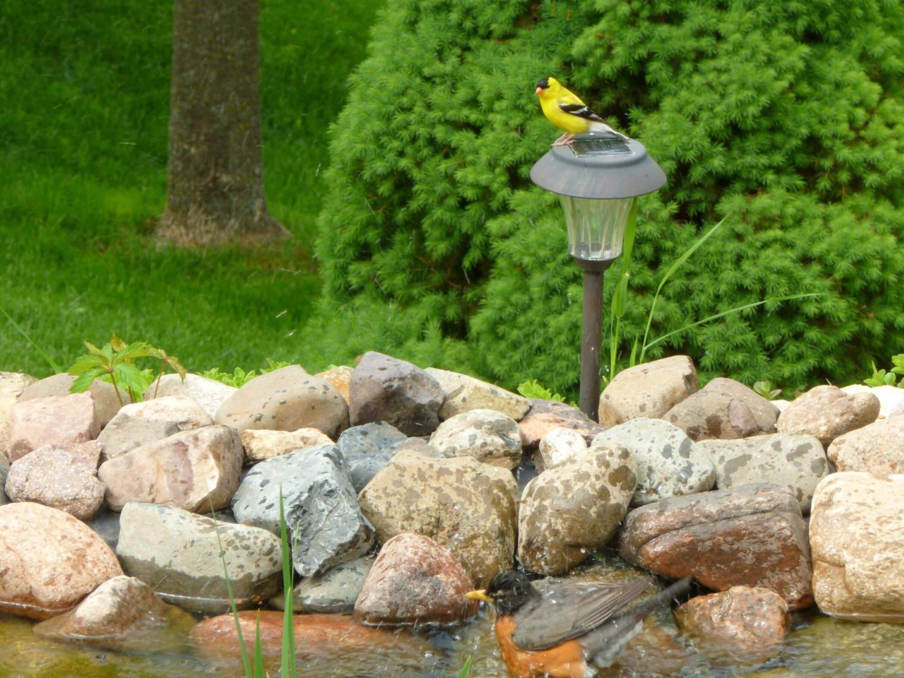Een vogelhuisje met een vogel erop, omringd door rotsen en groen.