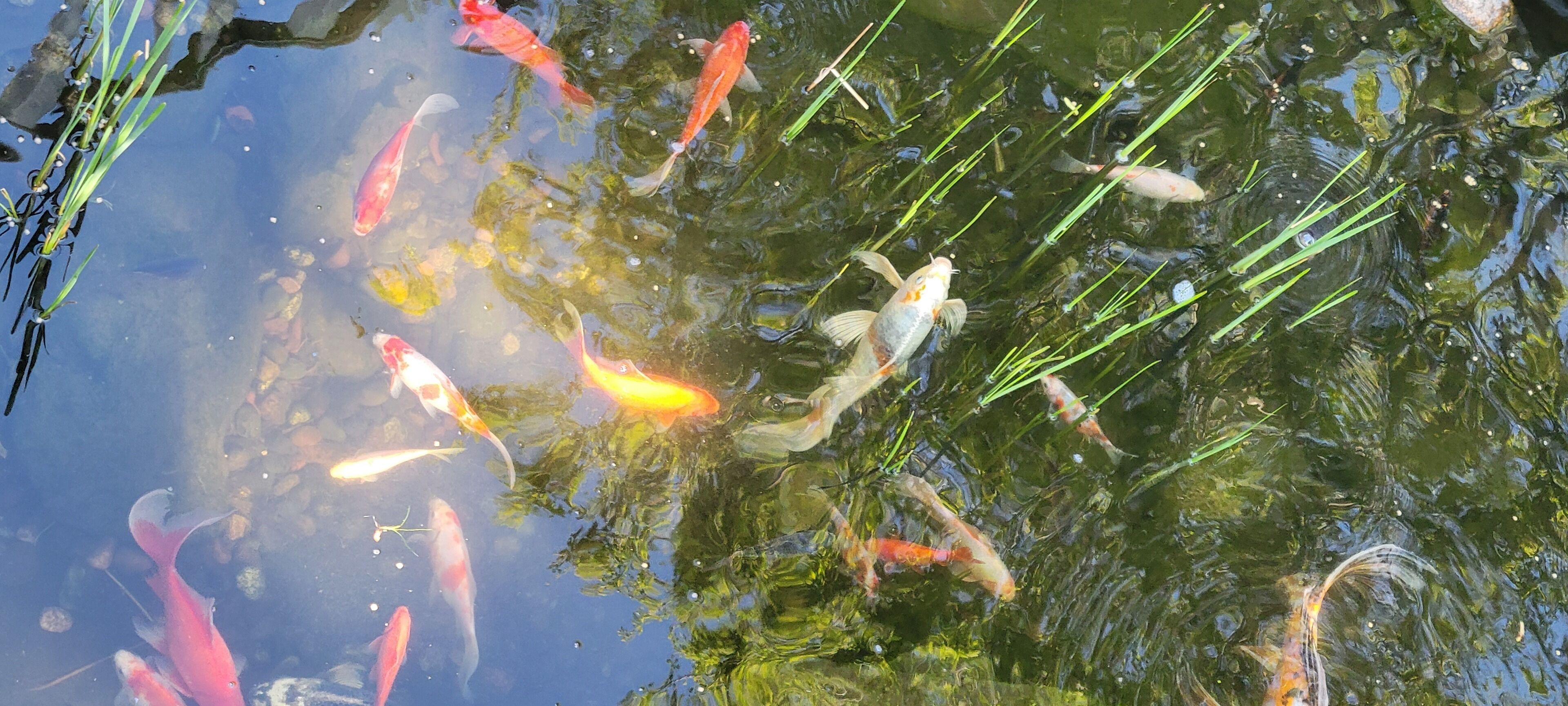 A pond with koi fish and aquatic plants.
