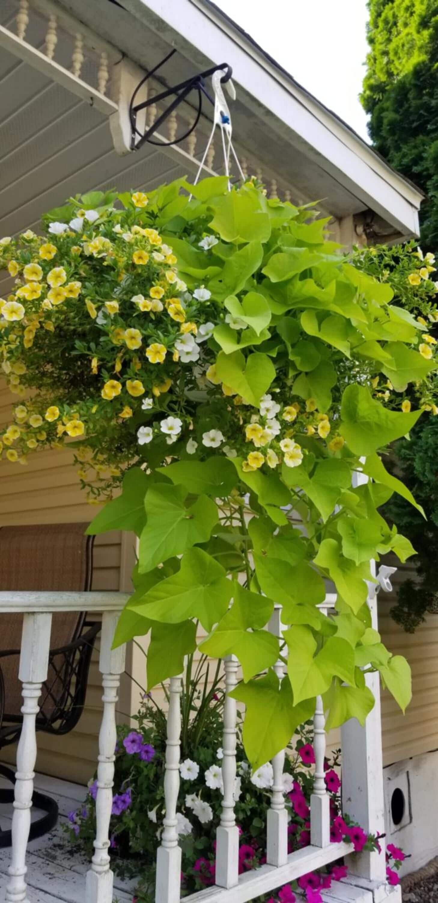 Una cesta colgante con flores amarillas y blancas, una barandilla blanca y una casa color beige al fondo.