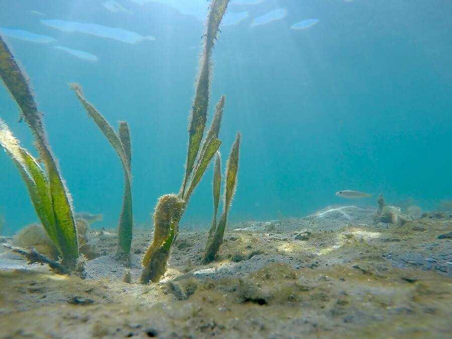 An underwater scene with aquatic plants and fish.