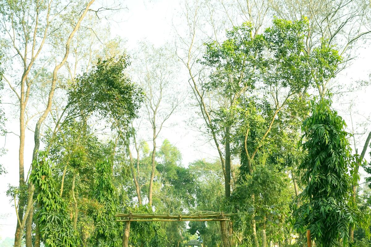 Uma trilha serpenteia por um jardim, com um arco de madeira emoldurado por árvores e vegetação.