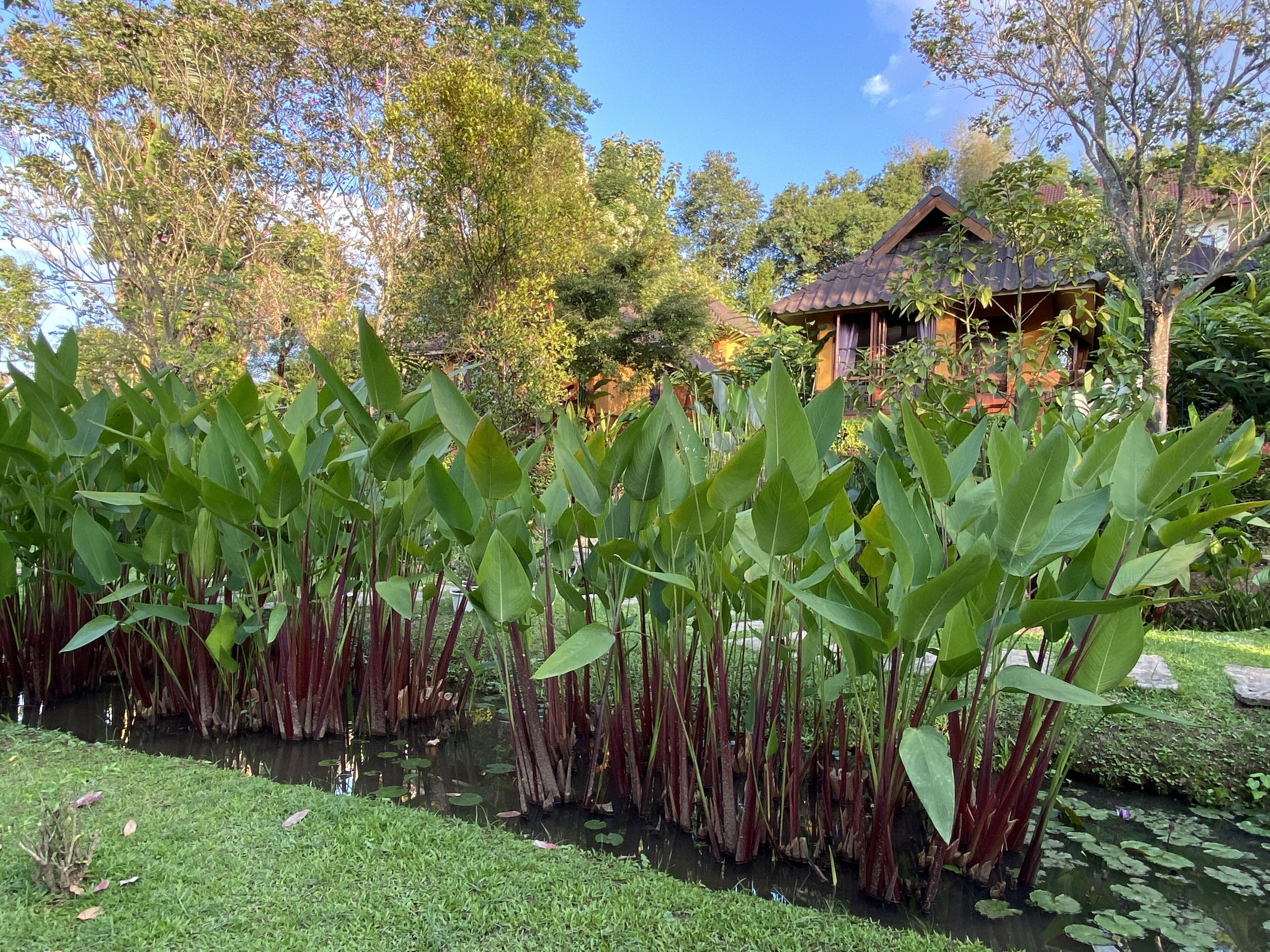 A garden with water plants and a traditional building in the background.