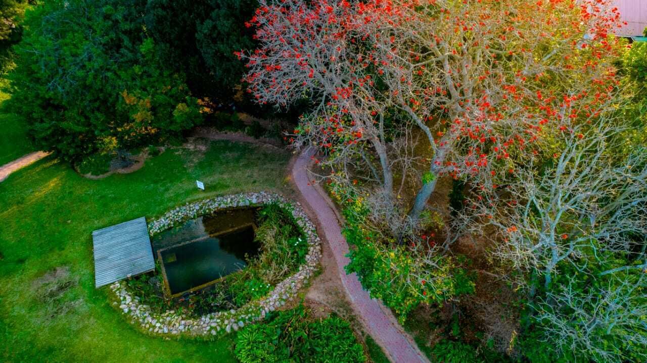 An aerial view of a garden with a pond, a wooden deck, and a variety of trees and shrubs.
