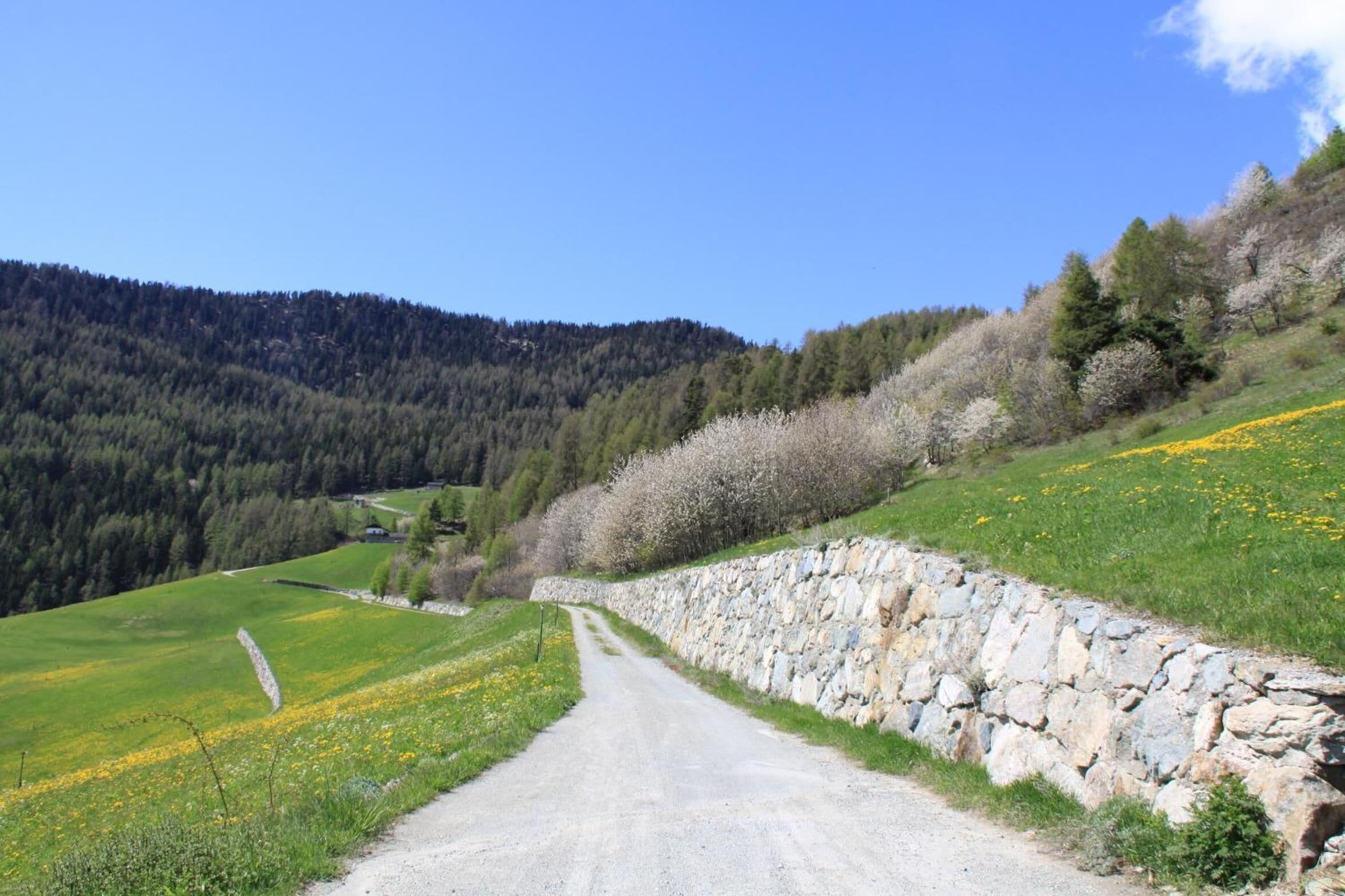 Een landweg langs stenen muren en velden met gele bloemen, die door een glooiend landschap loopt.