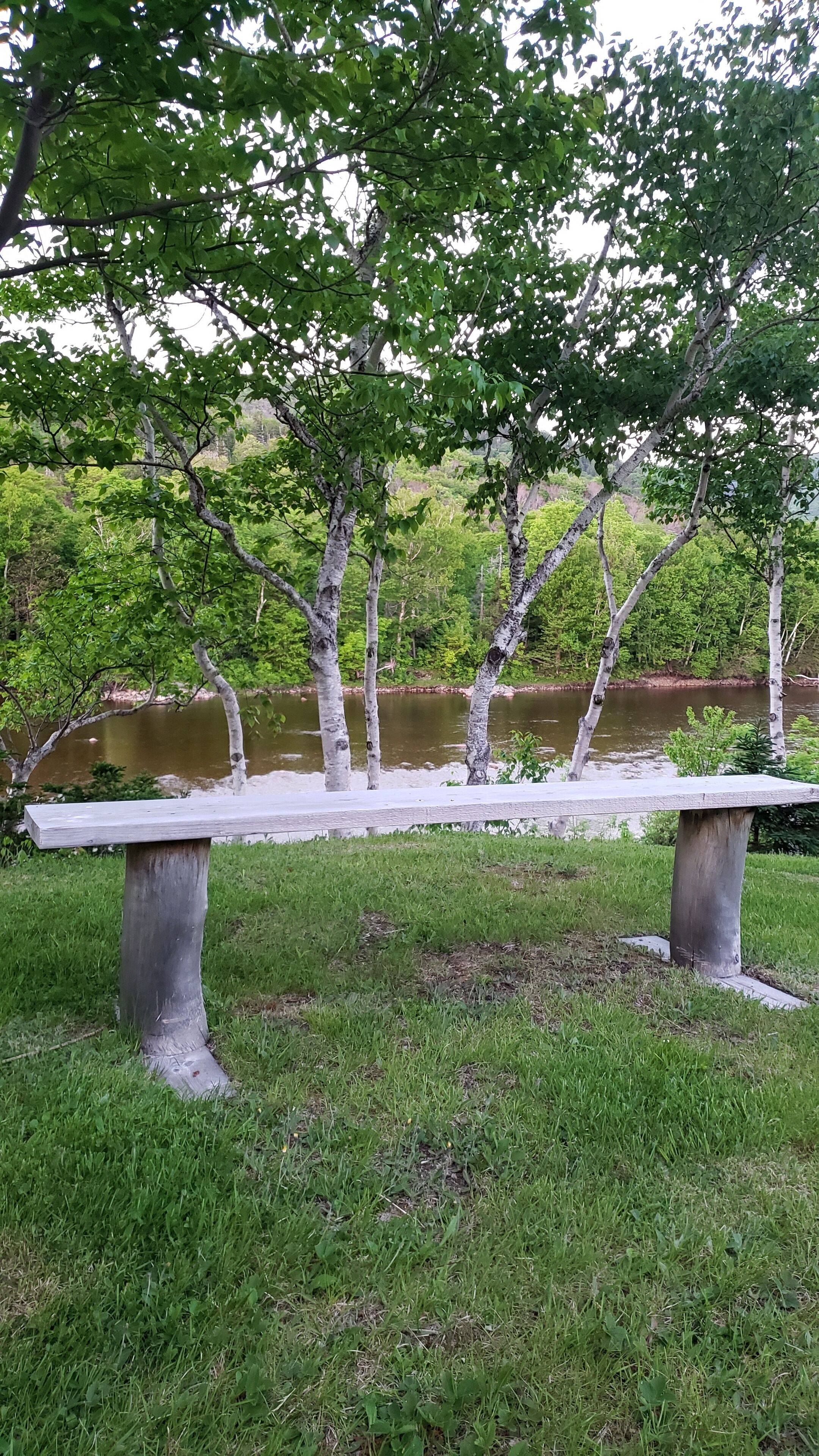 A park bench with a grassy area and trees in the background.