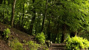 A set of stone steps ascending a rocky slope in a forested area. - YHA Grasmere Butharlyp Howe - Hostel (Ambleside)