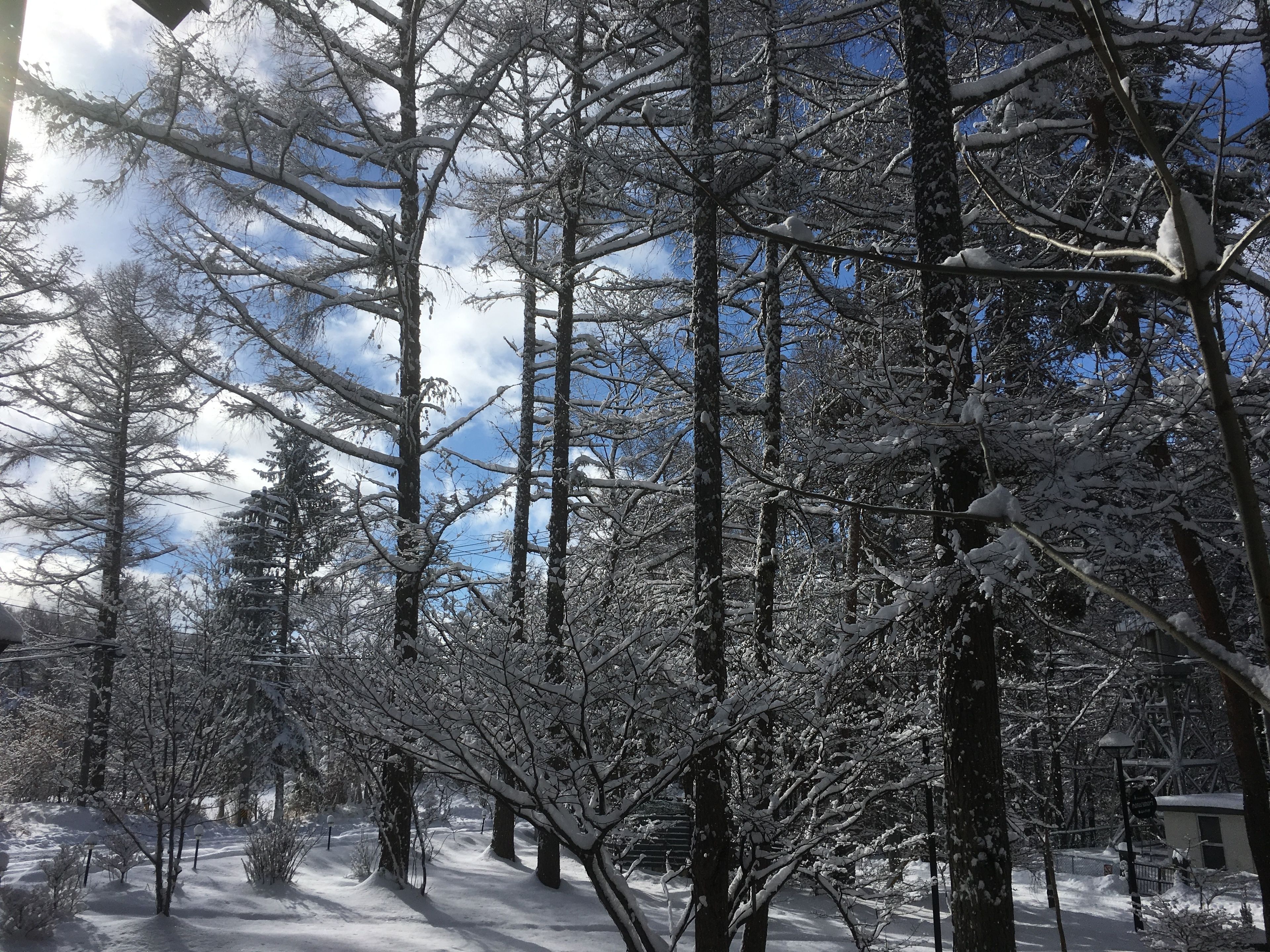 Uma floresta coberta de neve, com árvores altas e um céu claro.