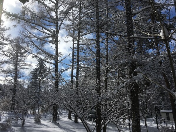 A snow-covered forest with tall trees and a clear sky.