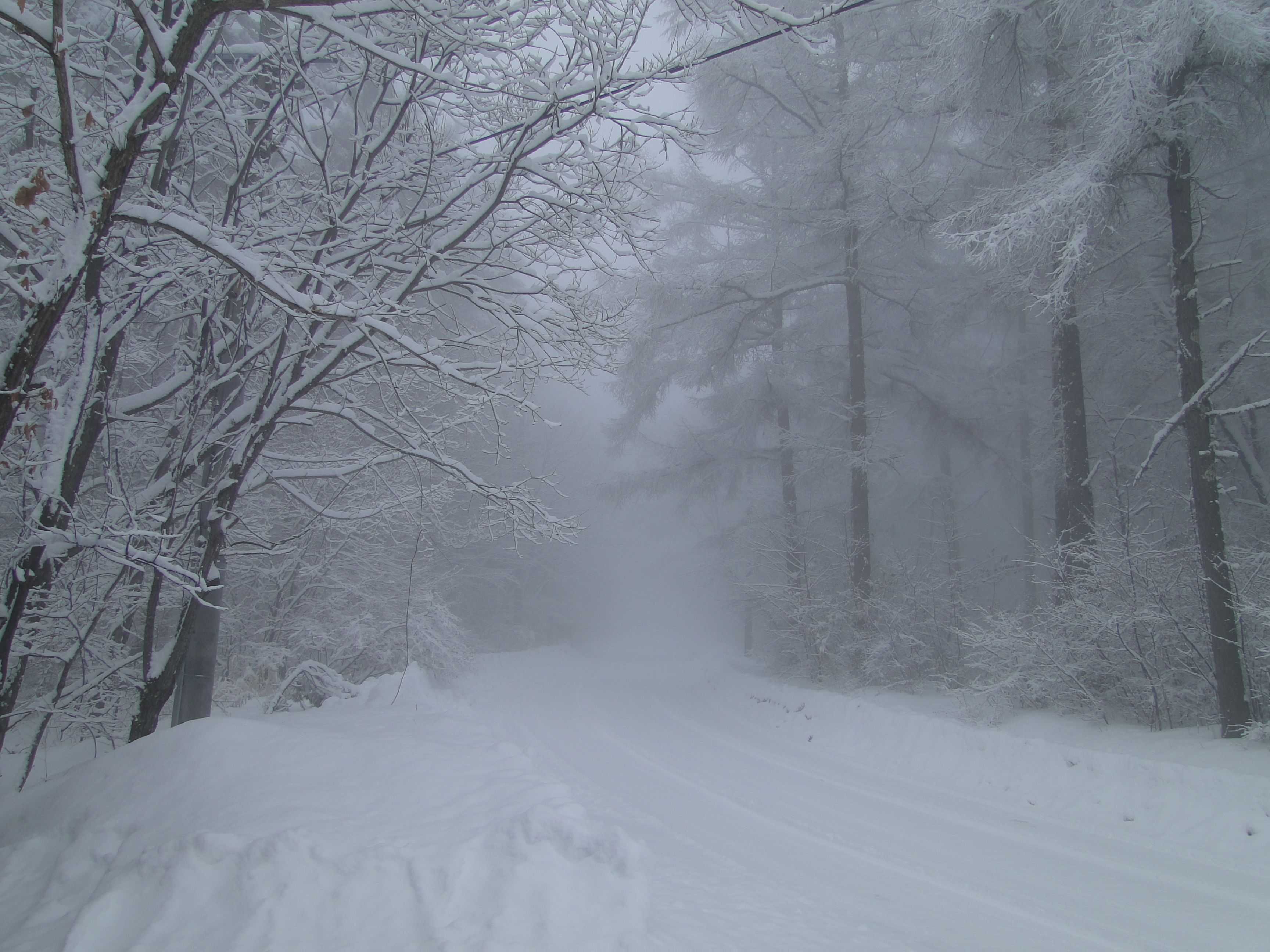 Un sendero nevado en un bosque de árboles altos.