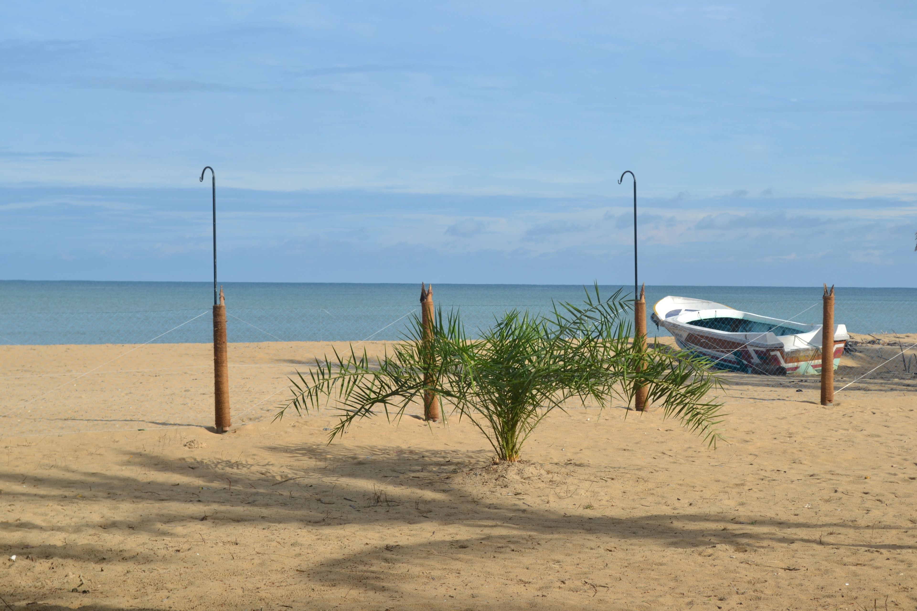 Een zandstrand met een kleine palmboom en een boot aan een paal vastgemaakt.