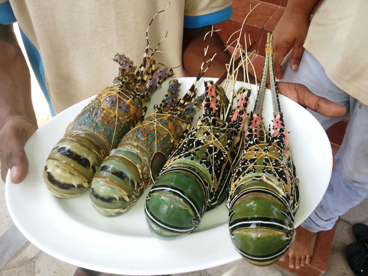 A plate with several lobsters.
