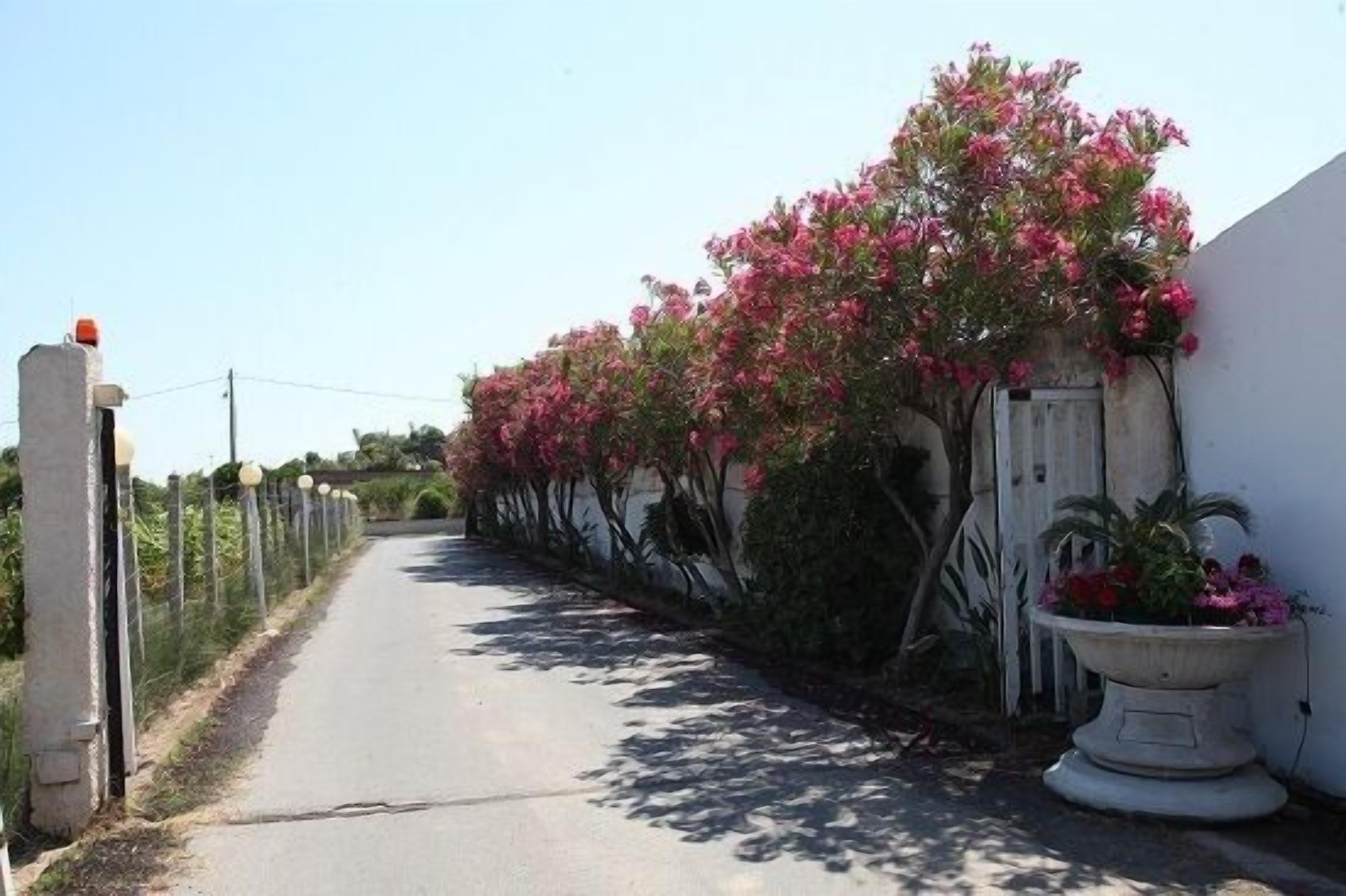 Un camino estrecho bordeado por muros blancos y plantas de floración rosa.