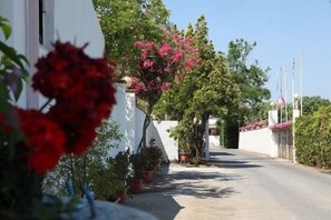 Une rue étroite bordée de bâtiments blancs, de plantes en pot et d’arbres en fleurs.