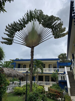 Garden view