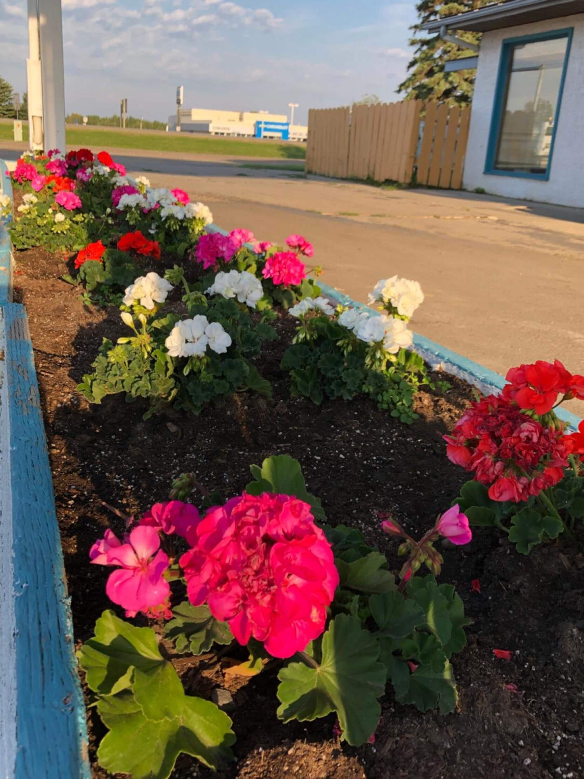 Una jardinera con flores rosas, rojas y blancas.