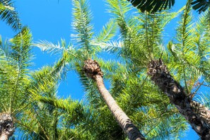 Garden - Siesta Palms By the Beach (Siesta Key)