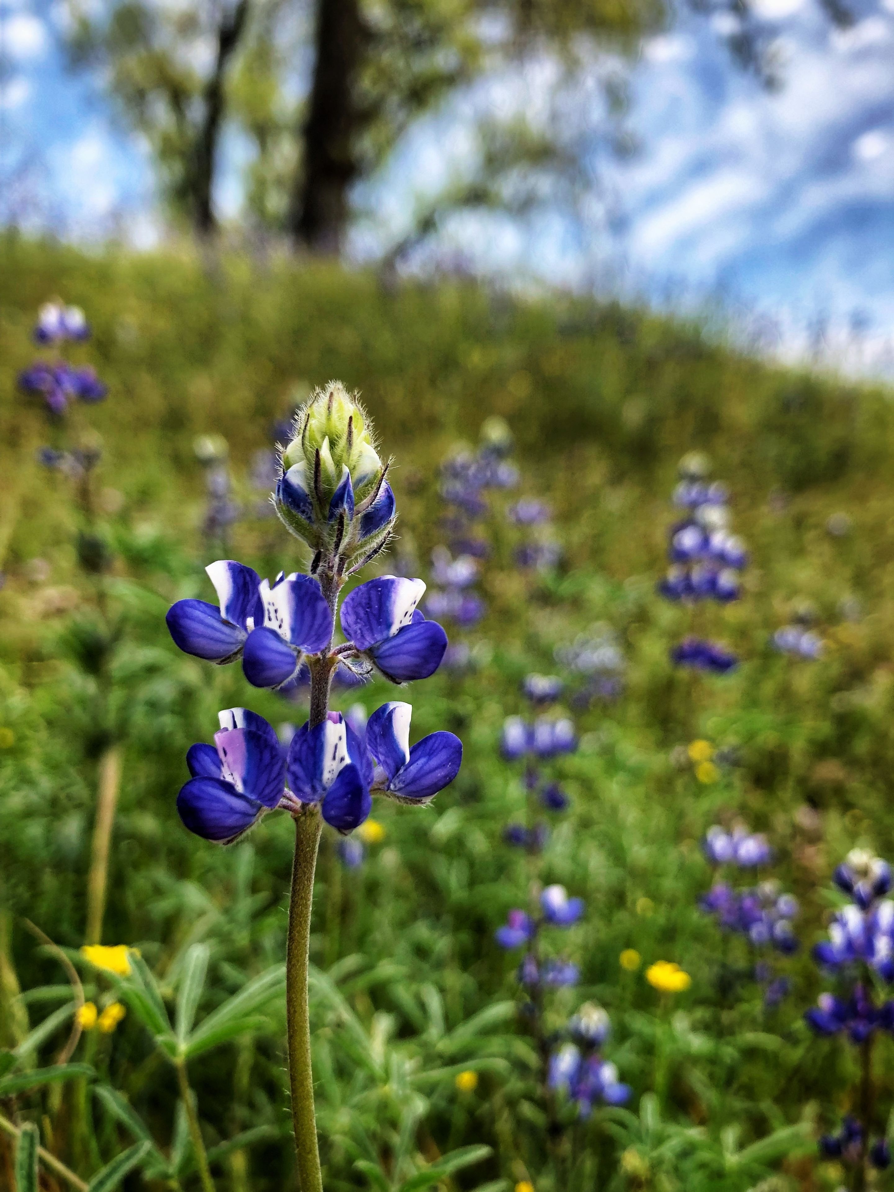 A field of purple lupine flowers with a clear sky in the background.