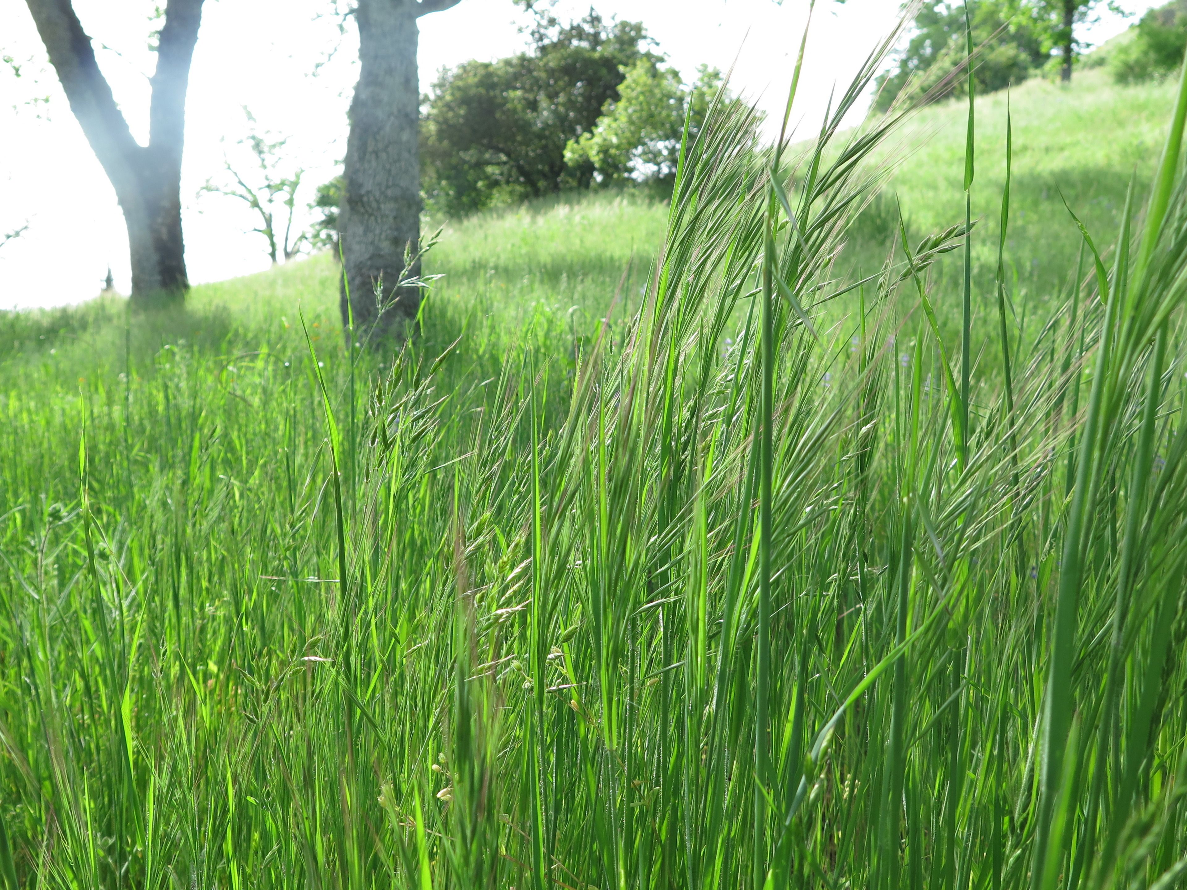 Un champ herbeux avec de l’herbe haute et un arbre en arrière-plan.