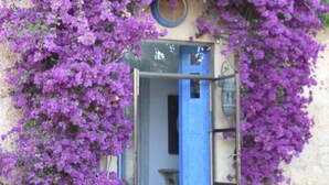 A building entrance with a blue door and a purple flowering vine. - Villa Station Las Salinas (Ses Salines)