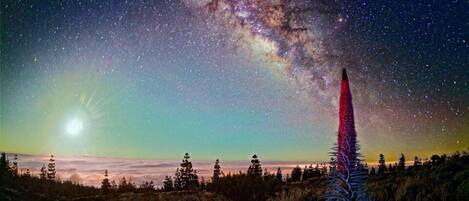 A night sky with stars and the Milky Way, a tall coniferous tree, and a forested landscape.