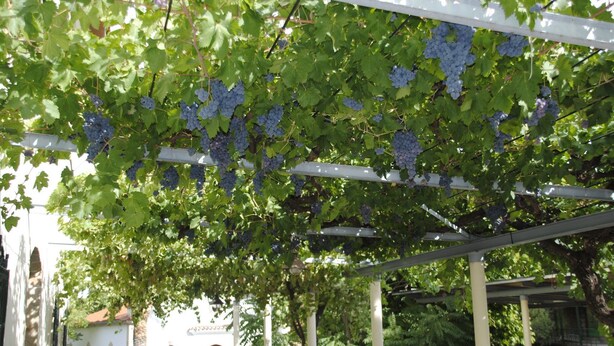 A pergola with grapevines hanging from it, a patio area with tables and chairs, and a building with arched windows in the background. - El Salugral Termal Resort (Hervas)