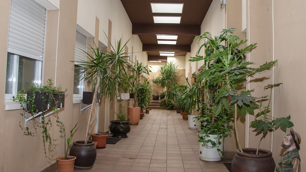 A corridor lined with potted plants and a statue. - Hotel Ciudad de Alcalá (Alcala de Henares)