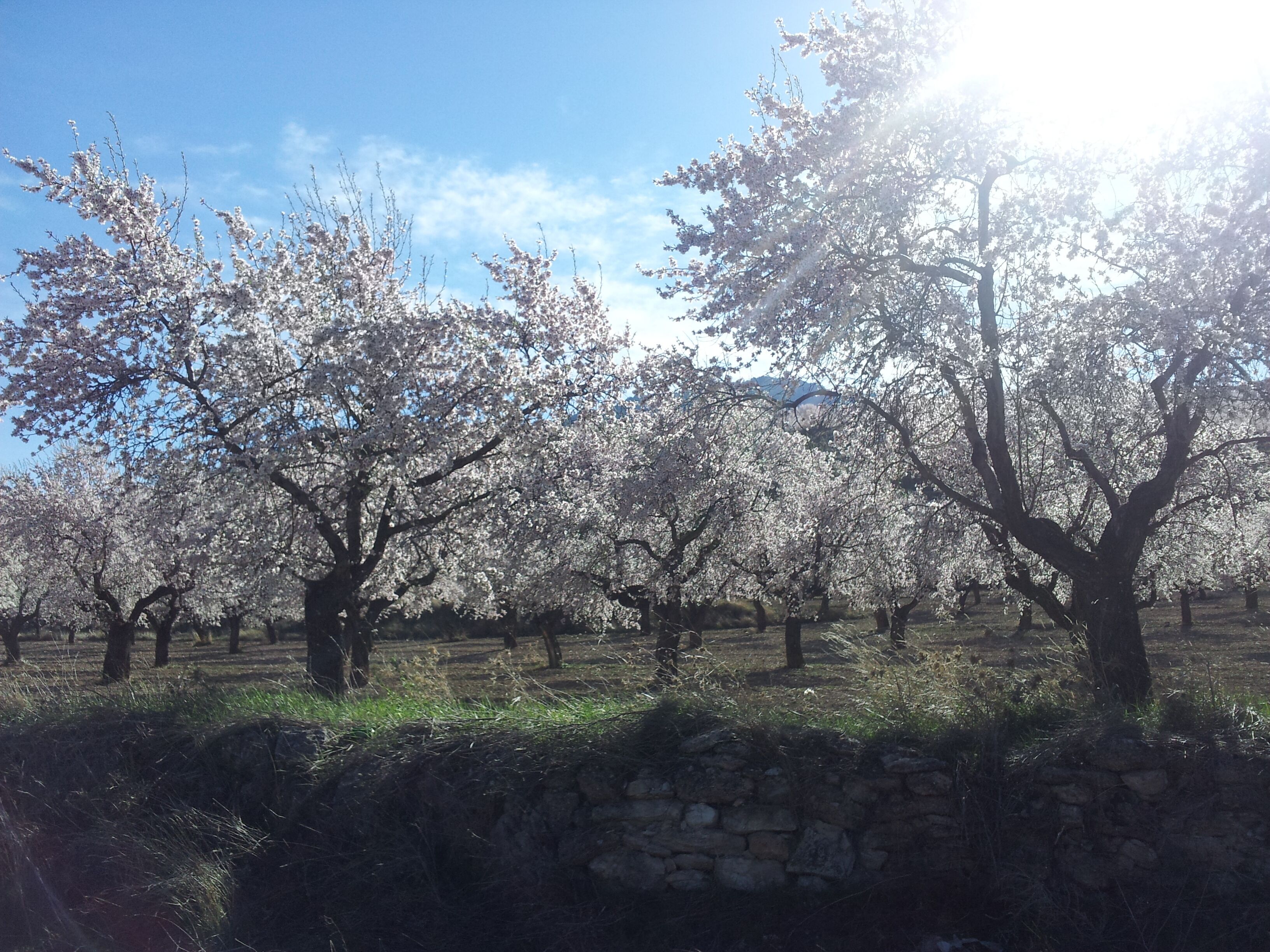Un huerto con árboles en flor y un muro de piedra al frente.