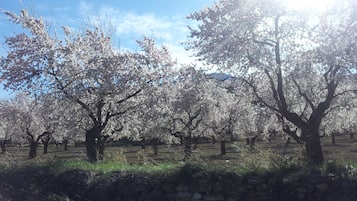 Un huerto con árboles en flor y un muro de piedra al frente.
