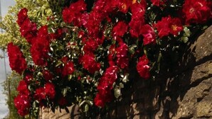 Un muro de ladrillo con flores rojas y plantas púrpuras.