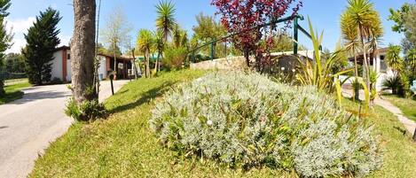 Un área ajardinada con diversas plantas, un sendero y un edificio al fondo.