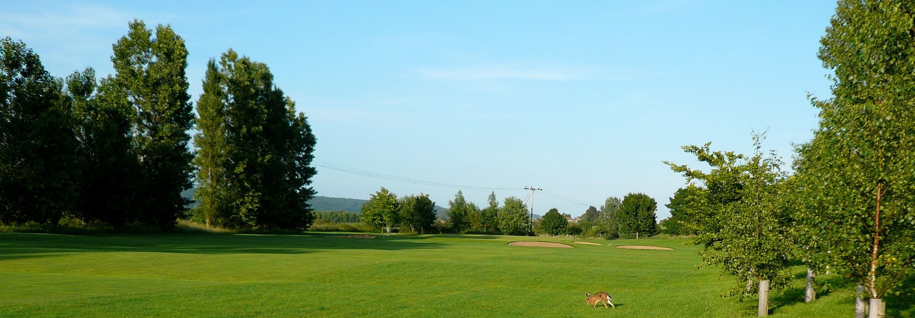 A golf course with a clear sky, trees, and a deer in the distance.