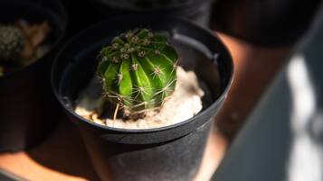 Primer plano de un cactus en una maceta negra.