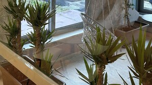 A modern interior with large windows, a hanging plant, and a view of the street outside. - Hotel Concorde (Bellaria-Igea Marina)