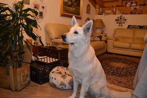 Pet-friendly - Albergo Stelvio (Bormio)