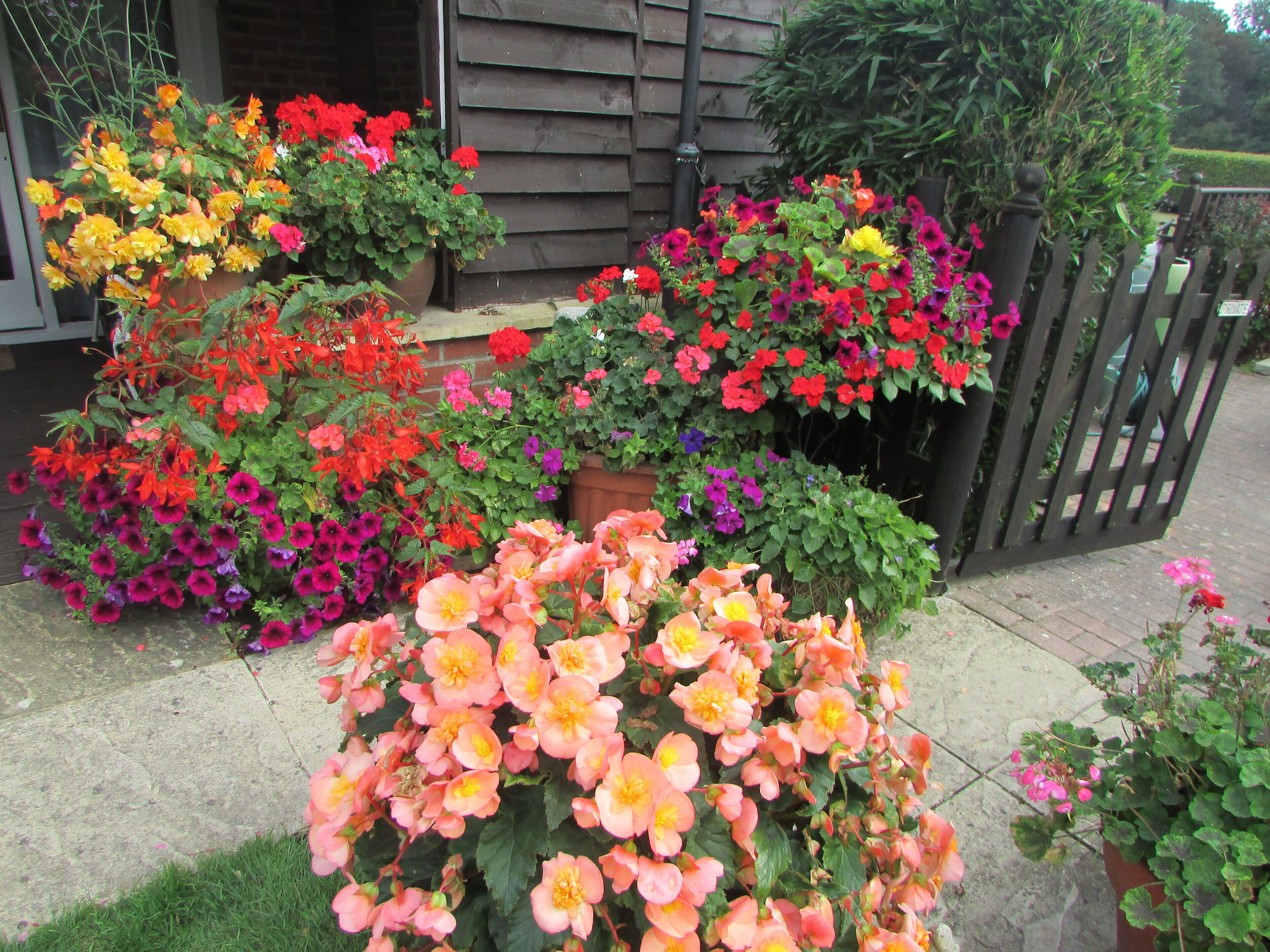 A garden with various flowering plants and a wooden fence.