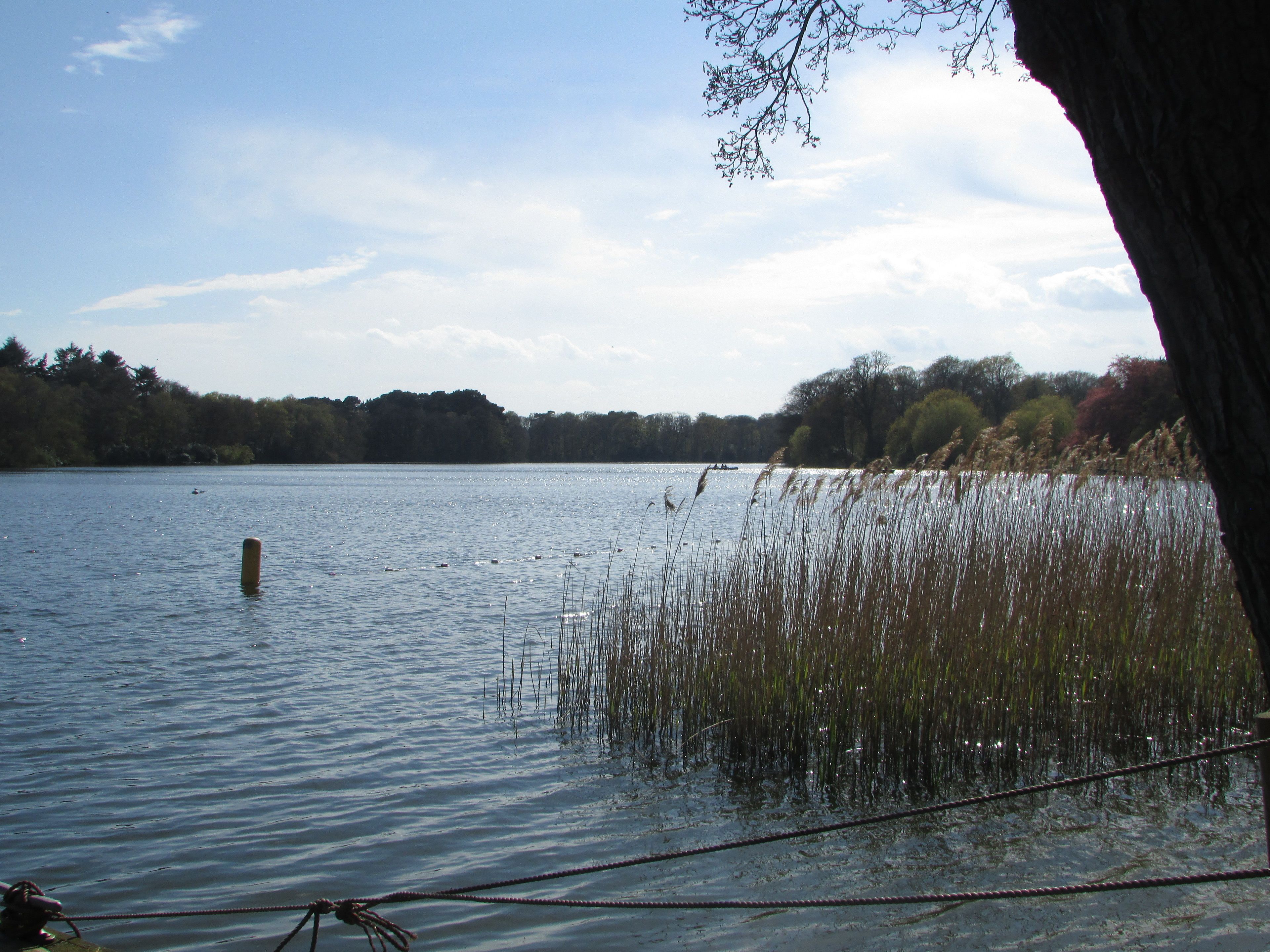 Een rustig meer met een touwbalk, omringd door bomen en een heldere lucht.