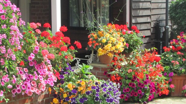 A front porch with a variety of potted flowering plants in full bloom. - Decoy Barn (Great Yarmouth)