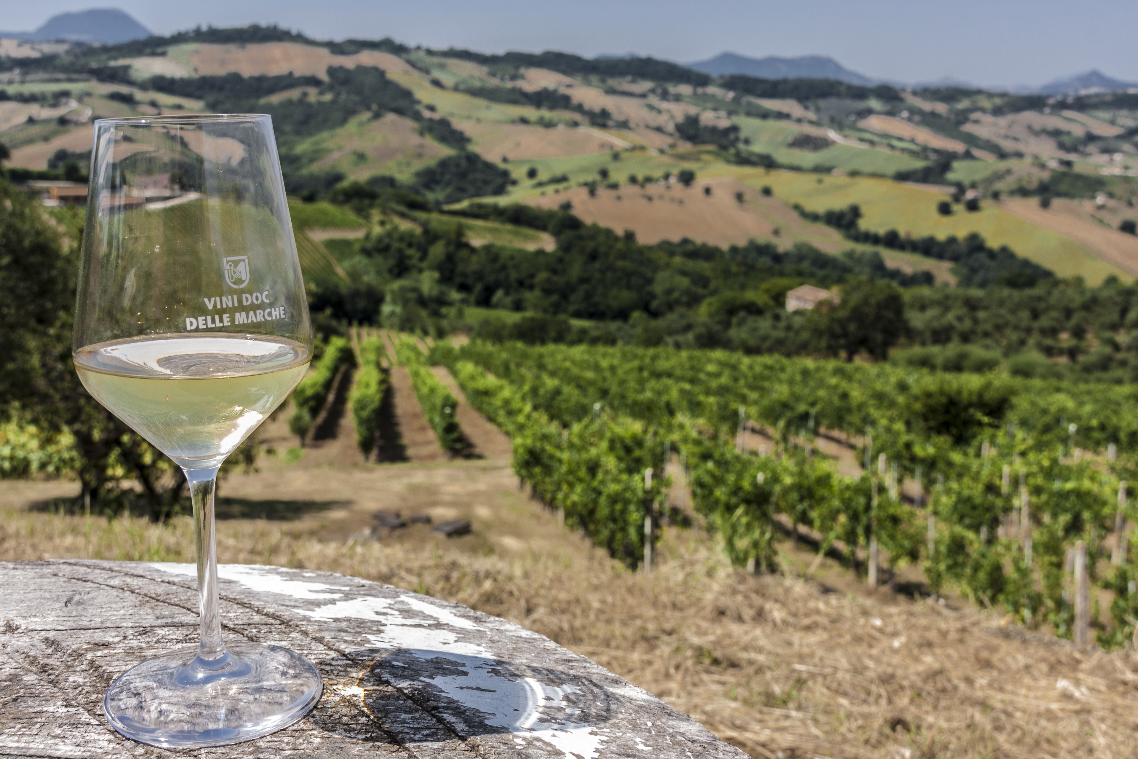 Un verre à vin avec un vignoble en arrière-plan.