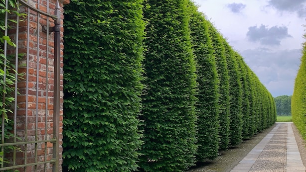 A pathway flanked by neatly trimmed hedges and a brick wall with a metal gate. - Tenuta La Cascinetta (Buriasco)