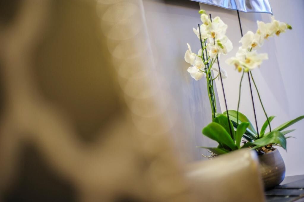 Una planta de orquídea en maceta con flores blancas sobre una mesa.