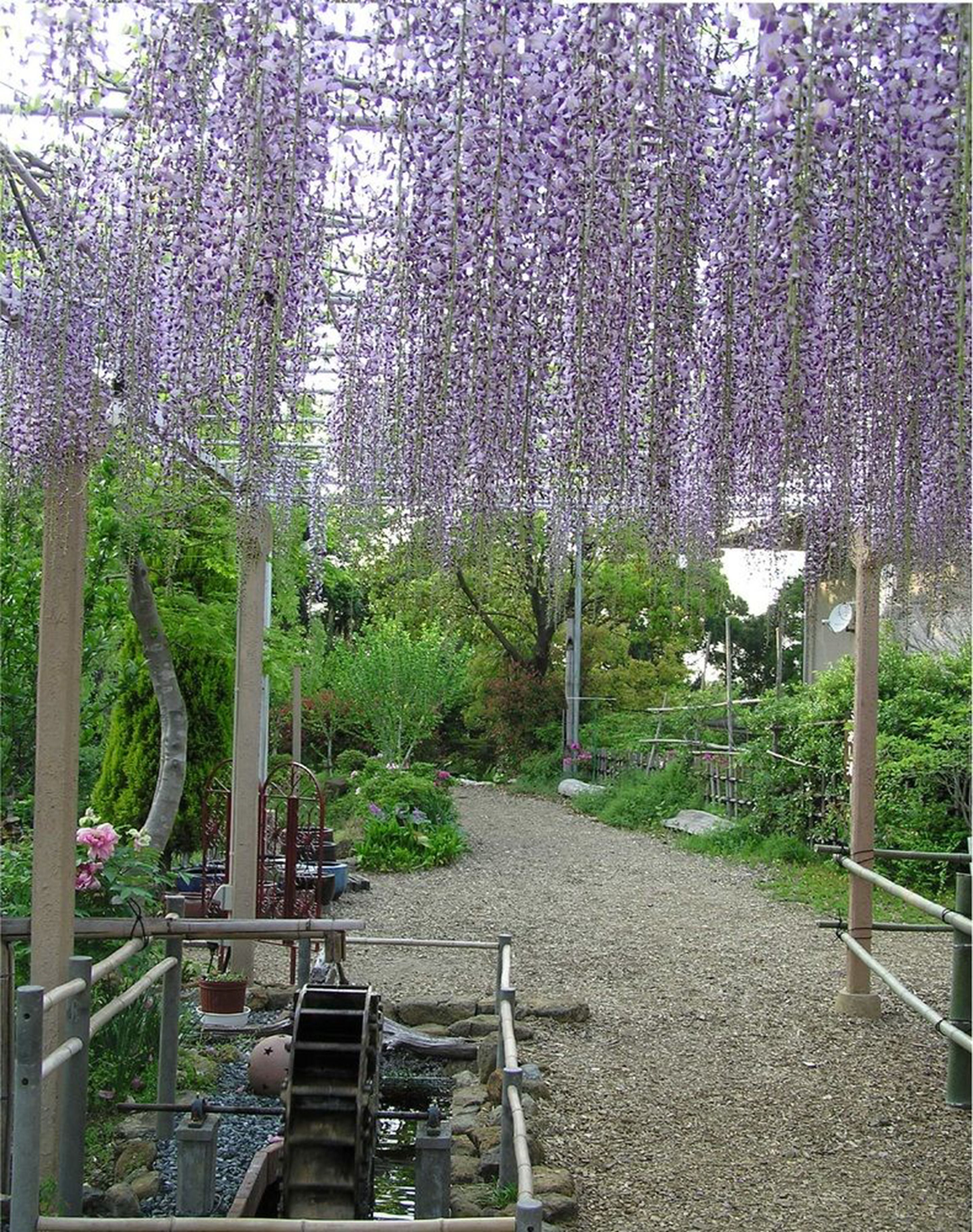 A garden pathway with a gravel surface, surrounded by greenery and purple wisteria hanging from pergolas.