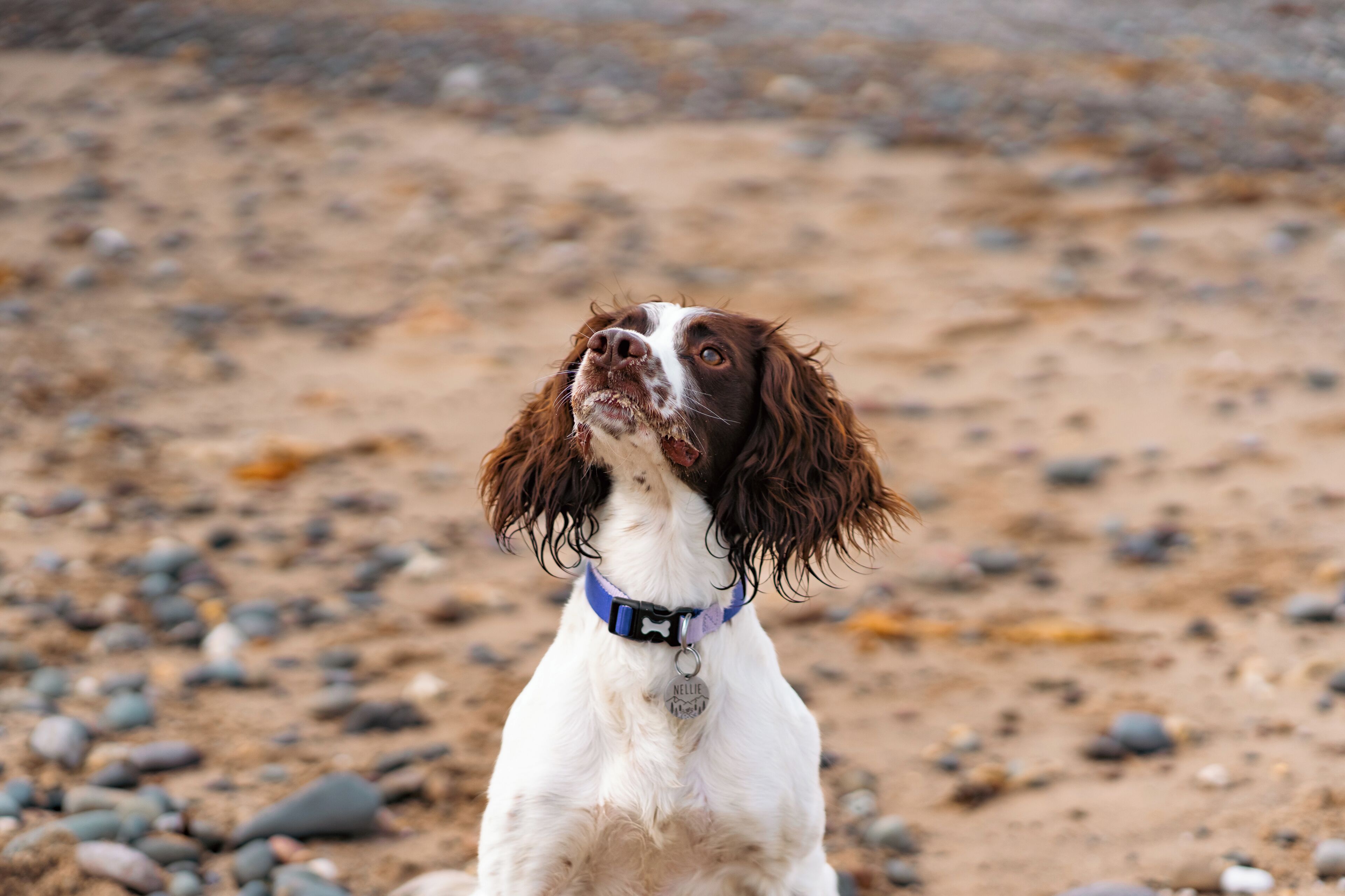 A dog with a blue collar sitting on a sandy beach with scattered rocks.