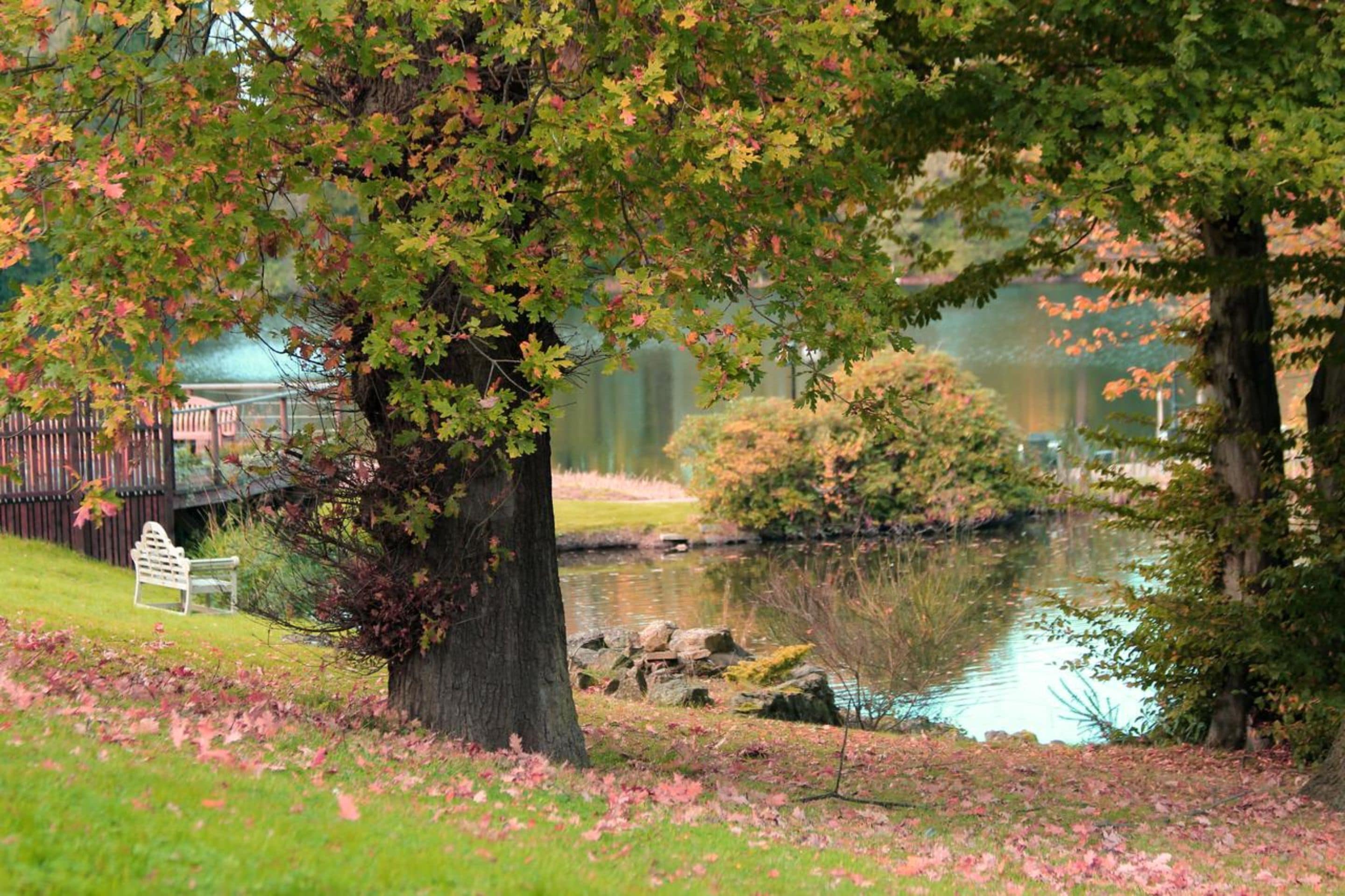 A serene lakeside park with a bench, trees, and a wooden bridge.