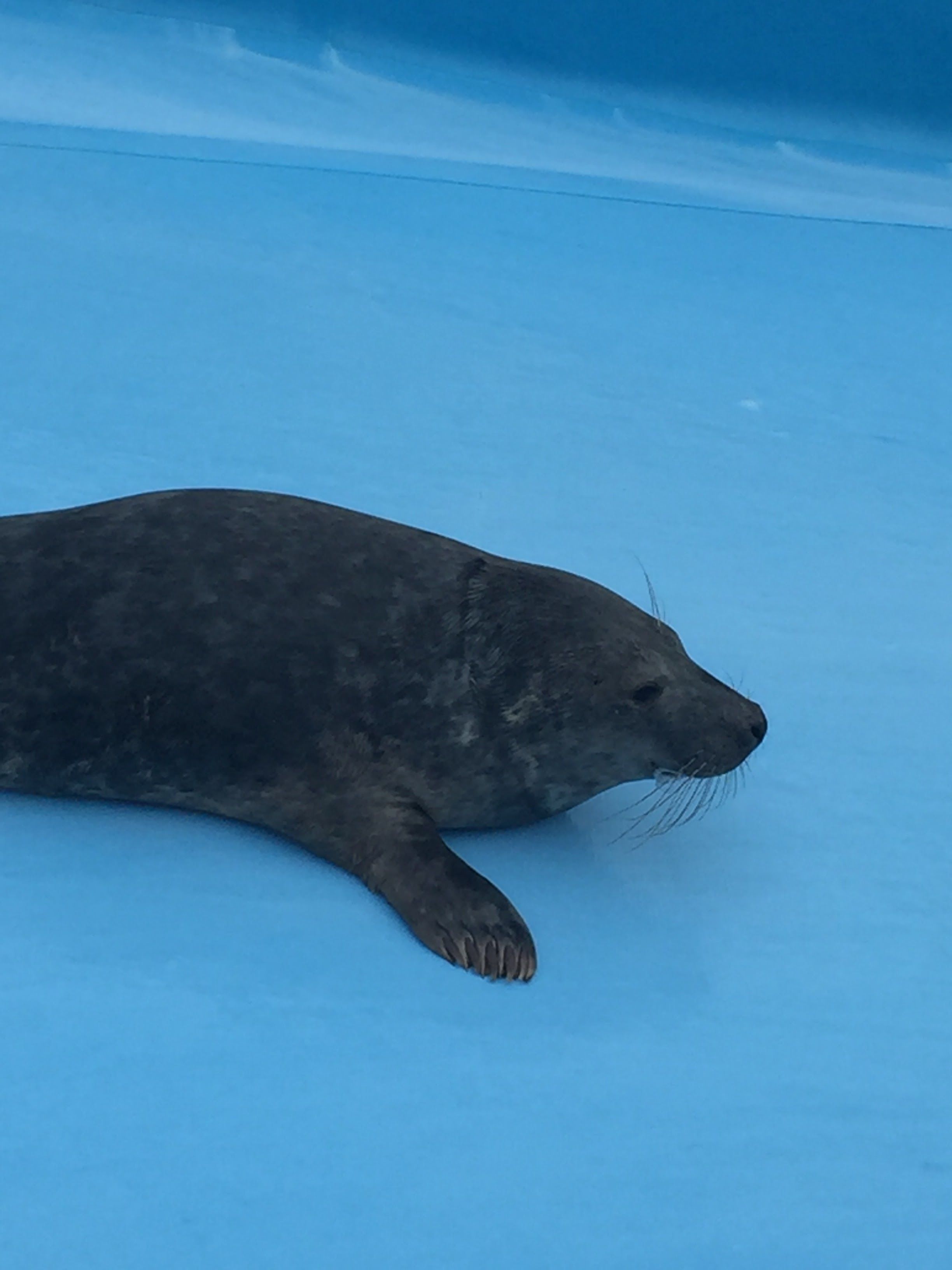 A seal lying on a blue surface.