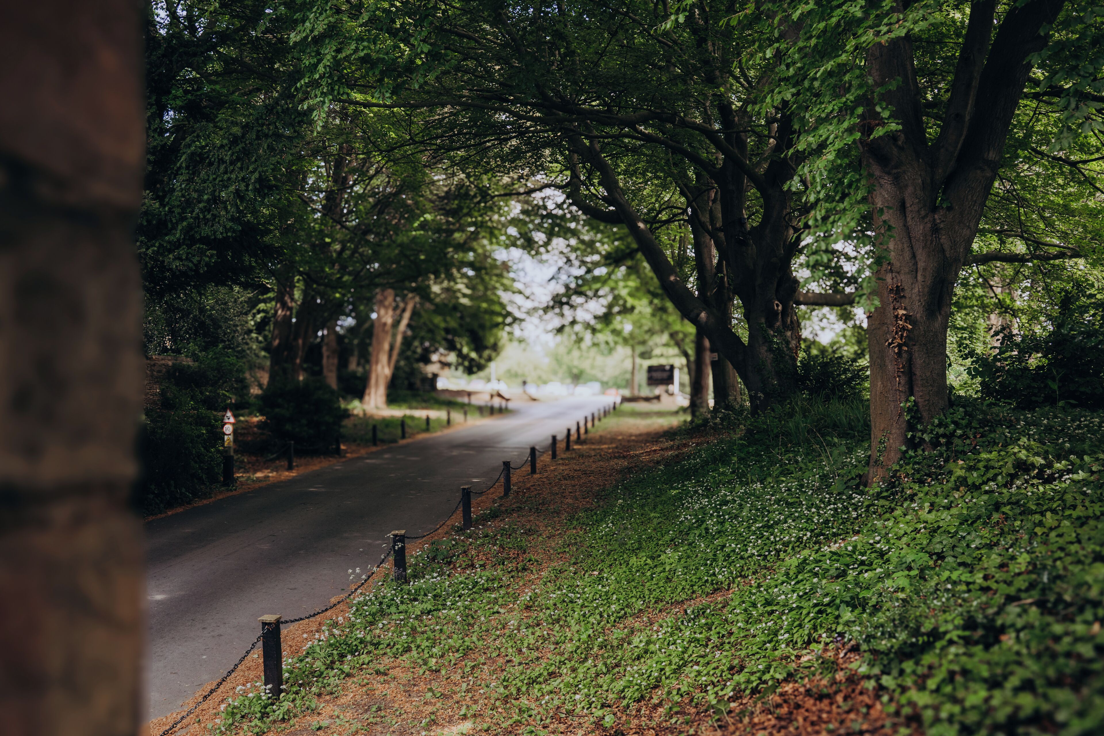 Un camino bordeado de árboles, una cerca de malla metálica y una carretera.