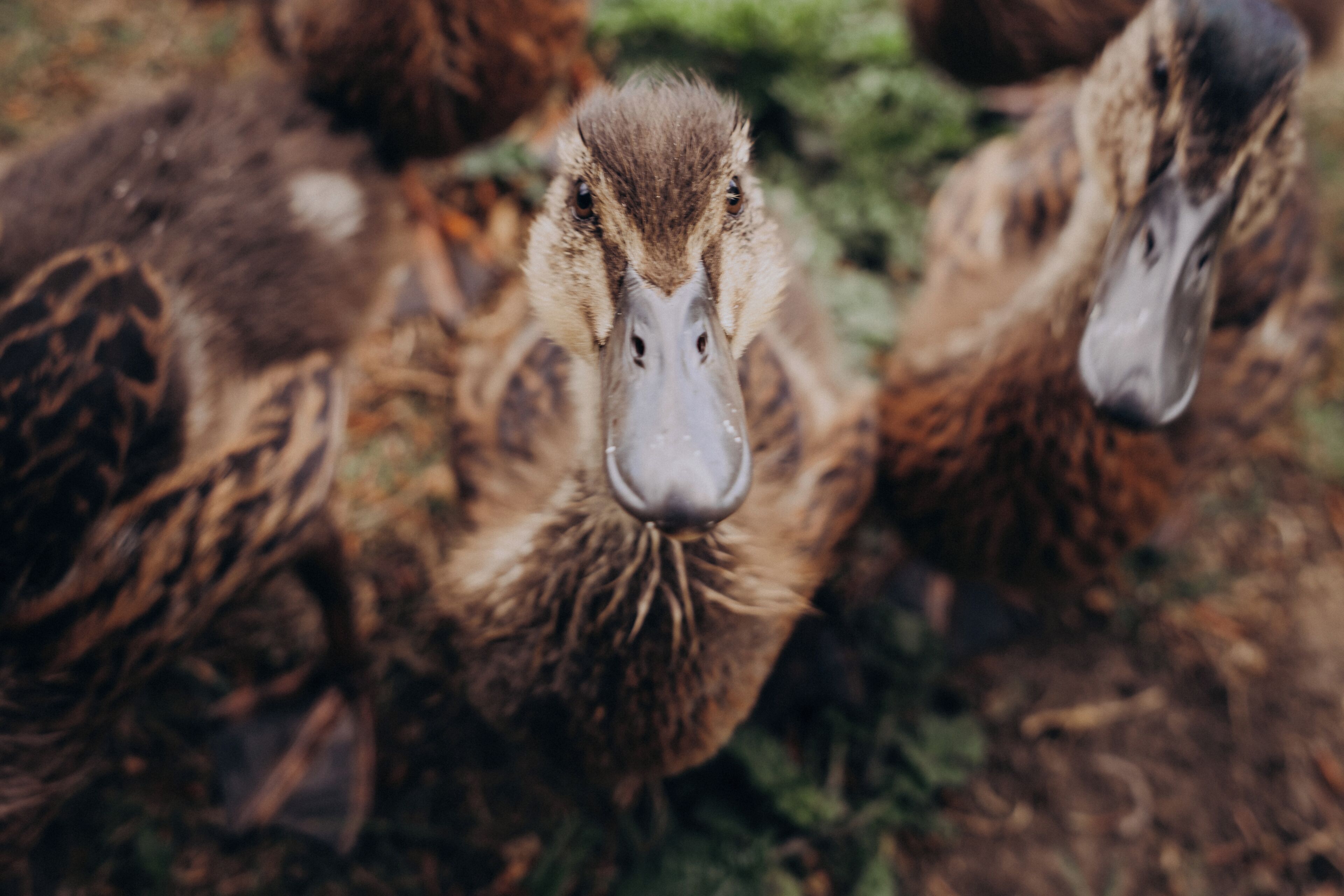 A group of ducks with brown and black feathers.